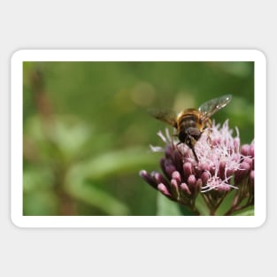 Bee On Water Hemp Flower Sticker